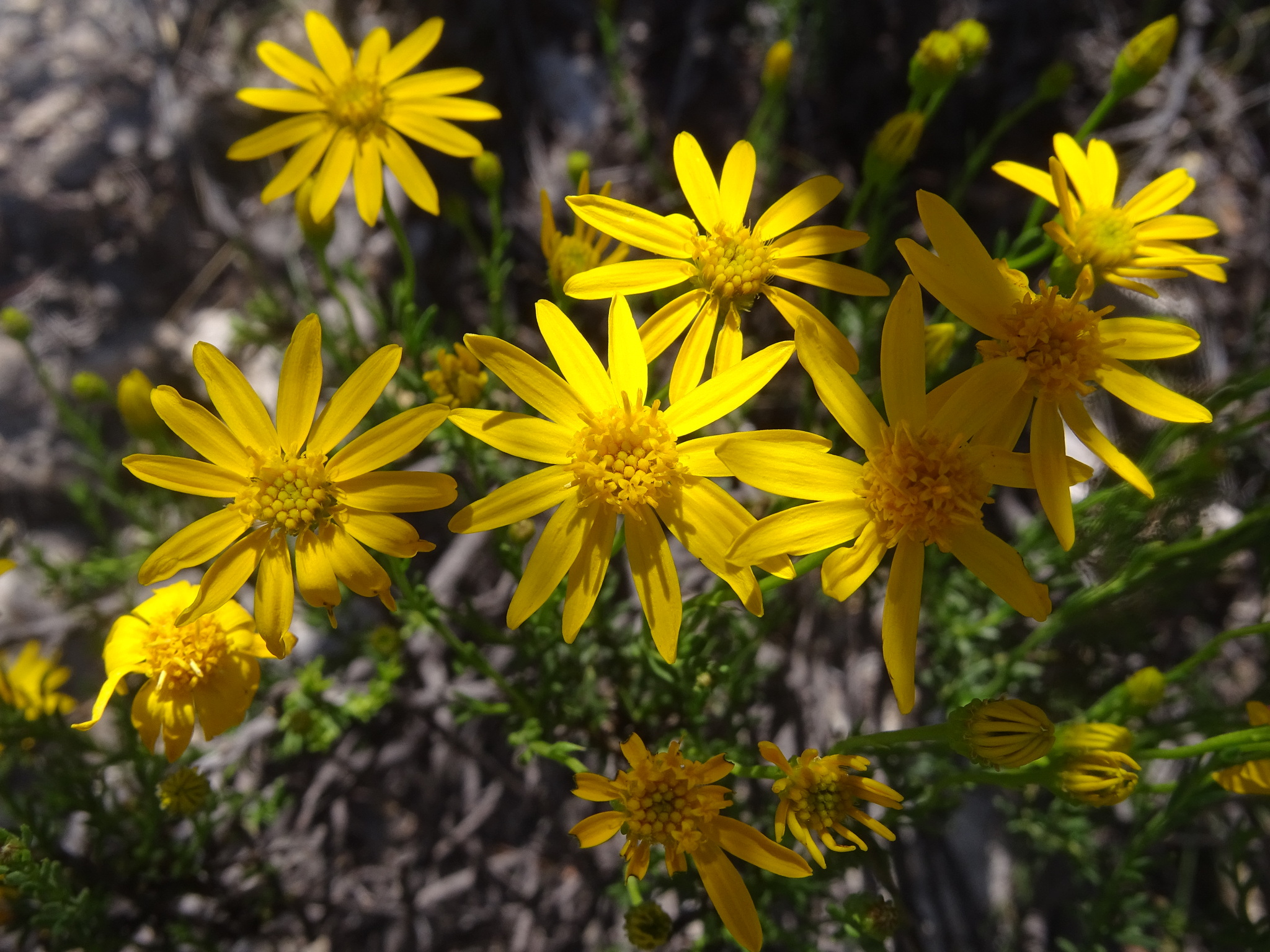 Damianita — flowers or notable detail