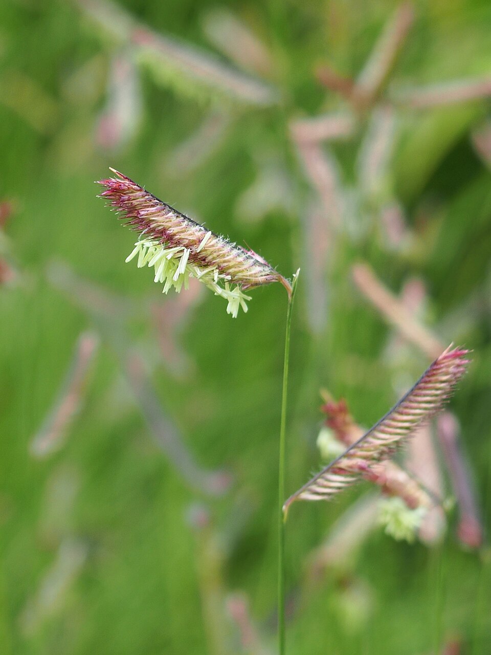 Grass, Blue Grama — whole plant