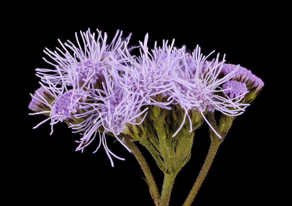 Blue Mistflower — whole plant
