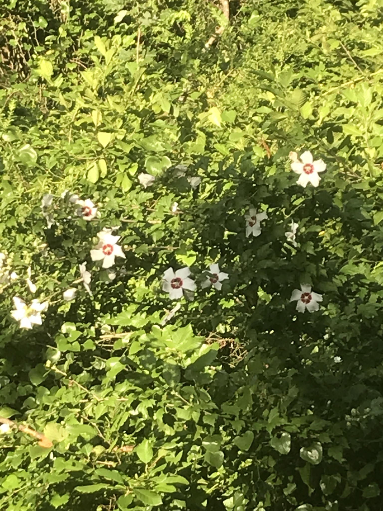 Althea, Rose Of Sharon — flowers or notable detail