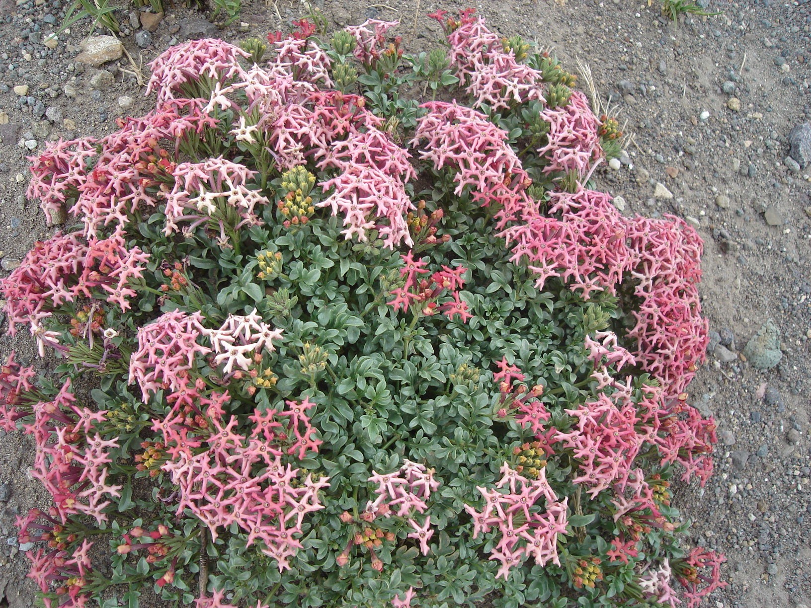 Verbena — whole plant