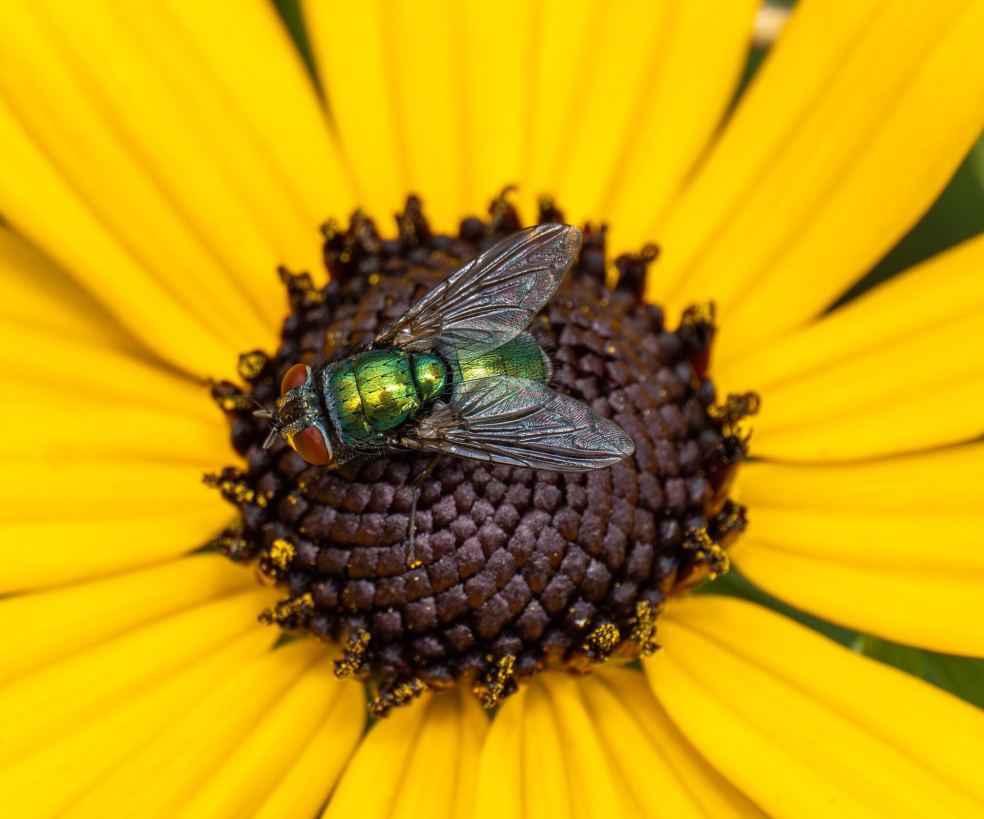 Rudbeckia — flowers or notable detail