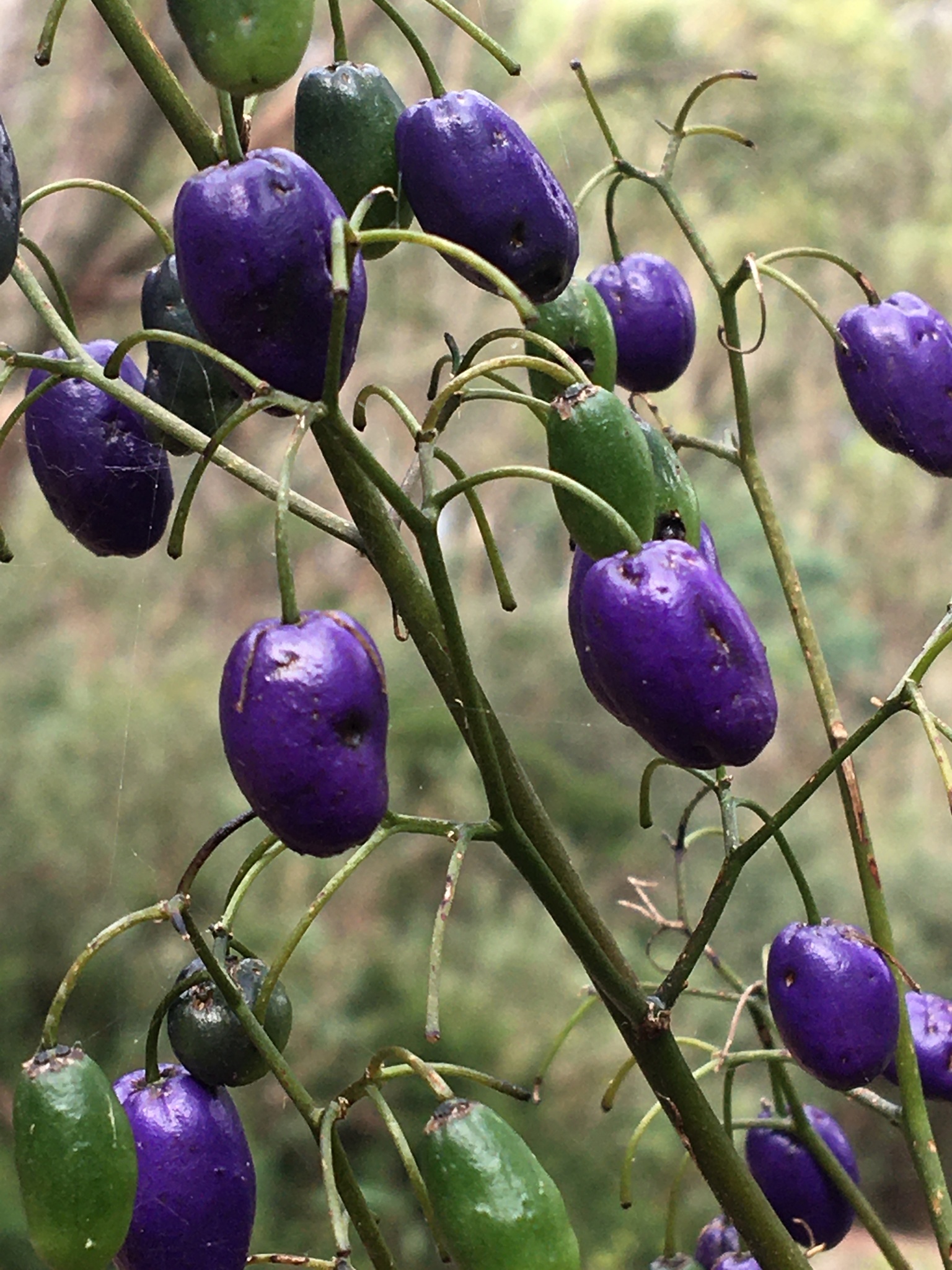 Dianella — whole plant