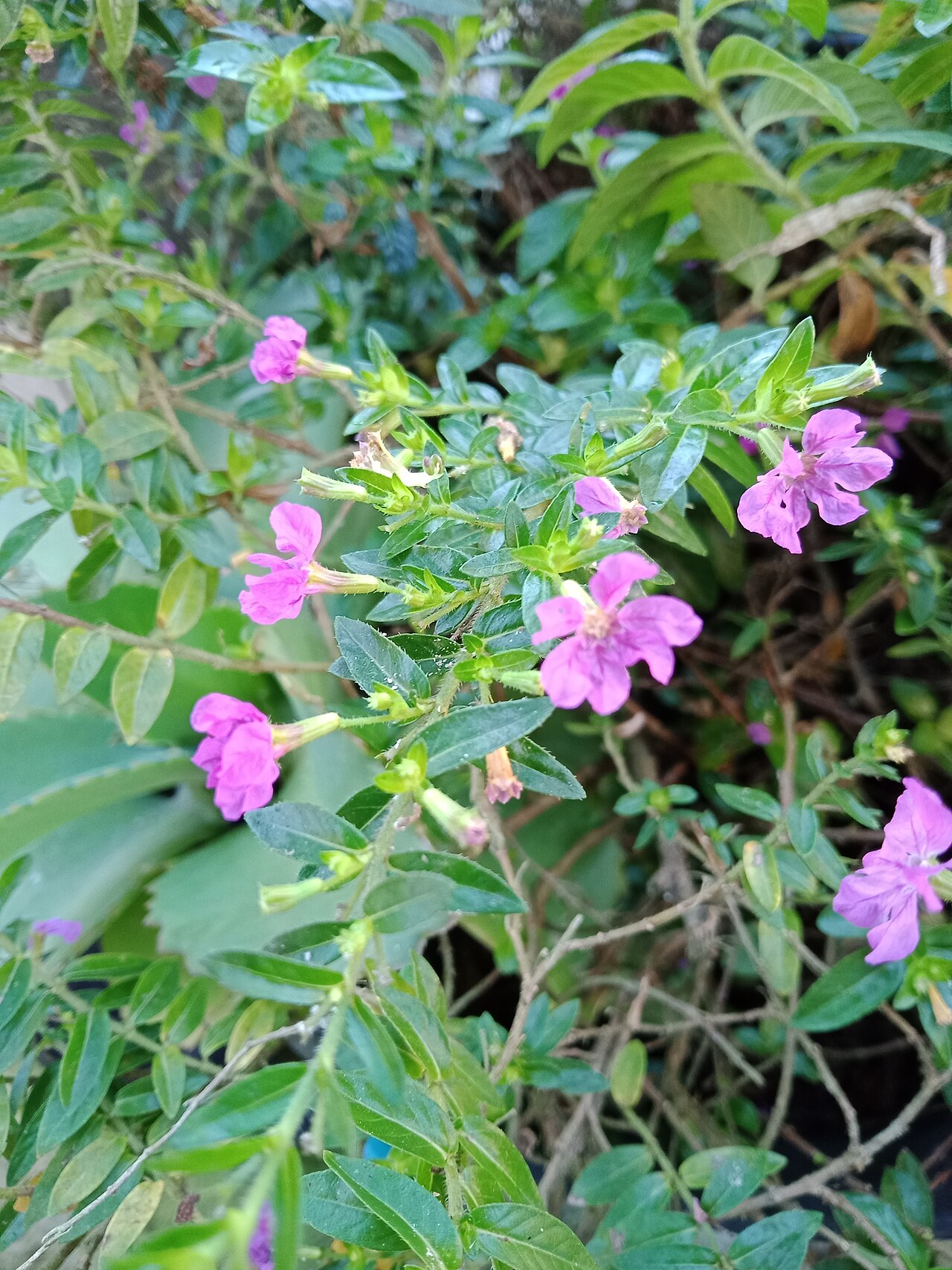 Mexican Heather — flowers or notable detail
