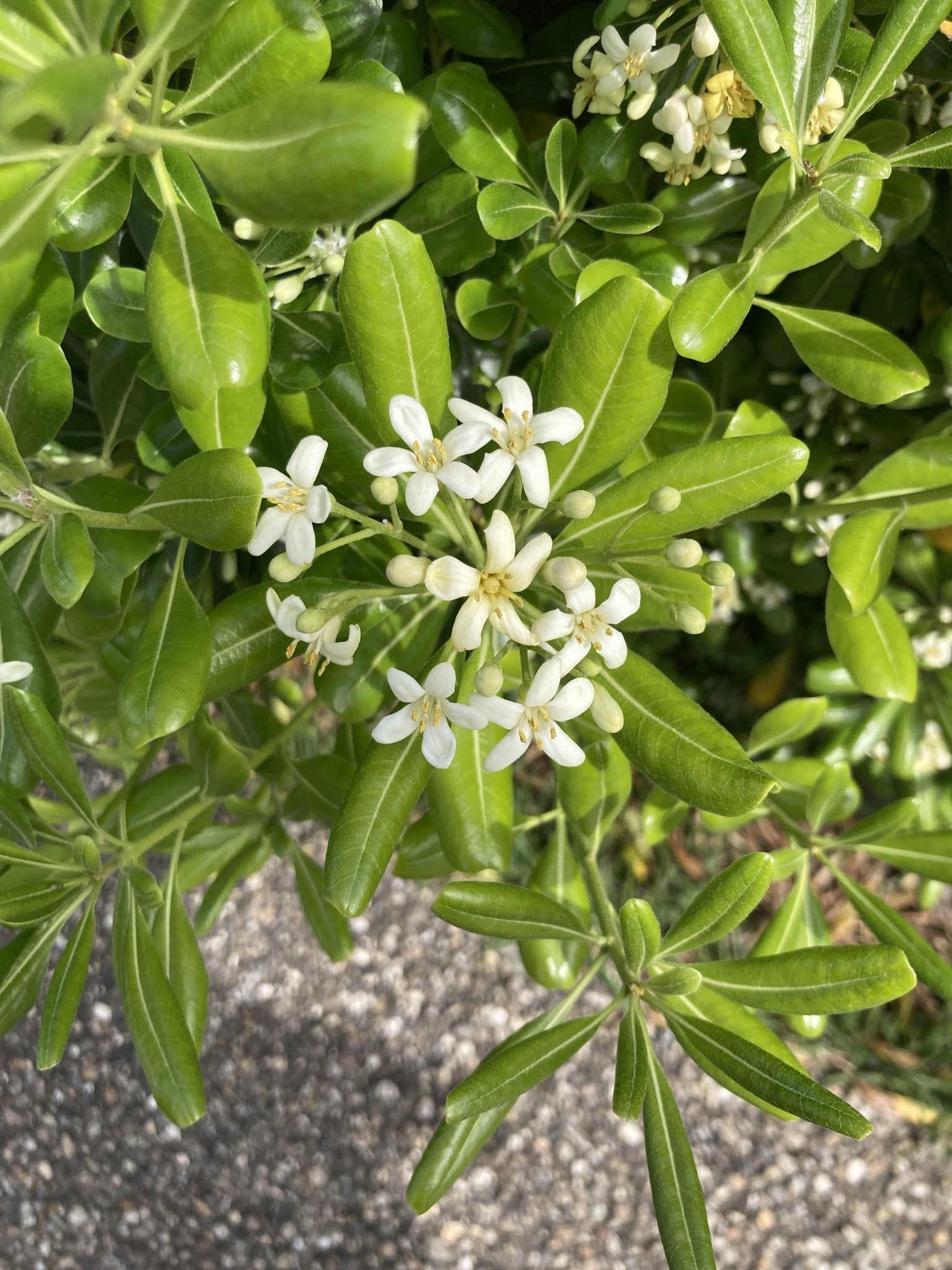 Pittosporum, Green — whole plant