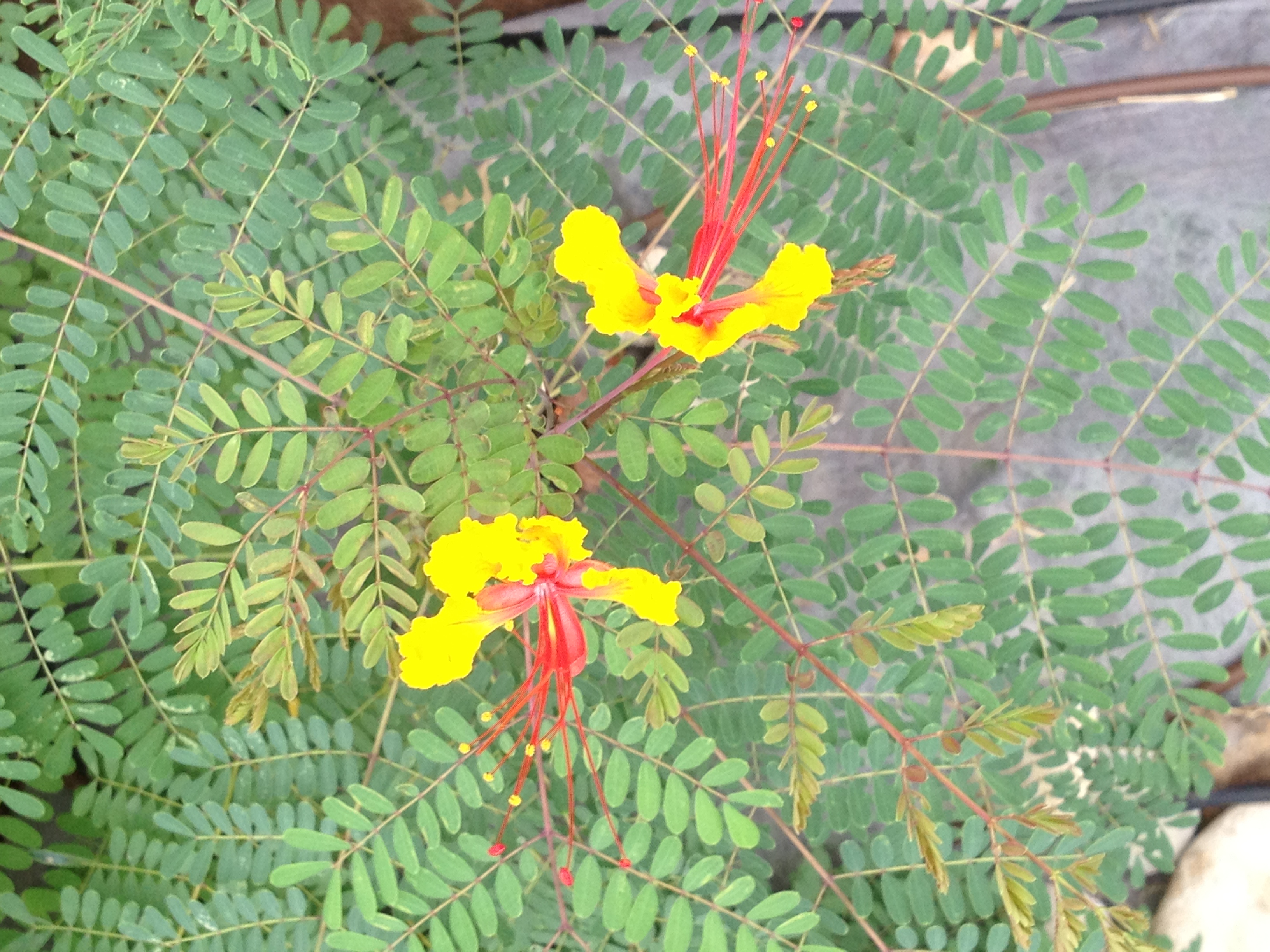 Mexican Bird Of Paradise — whole plant