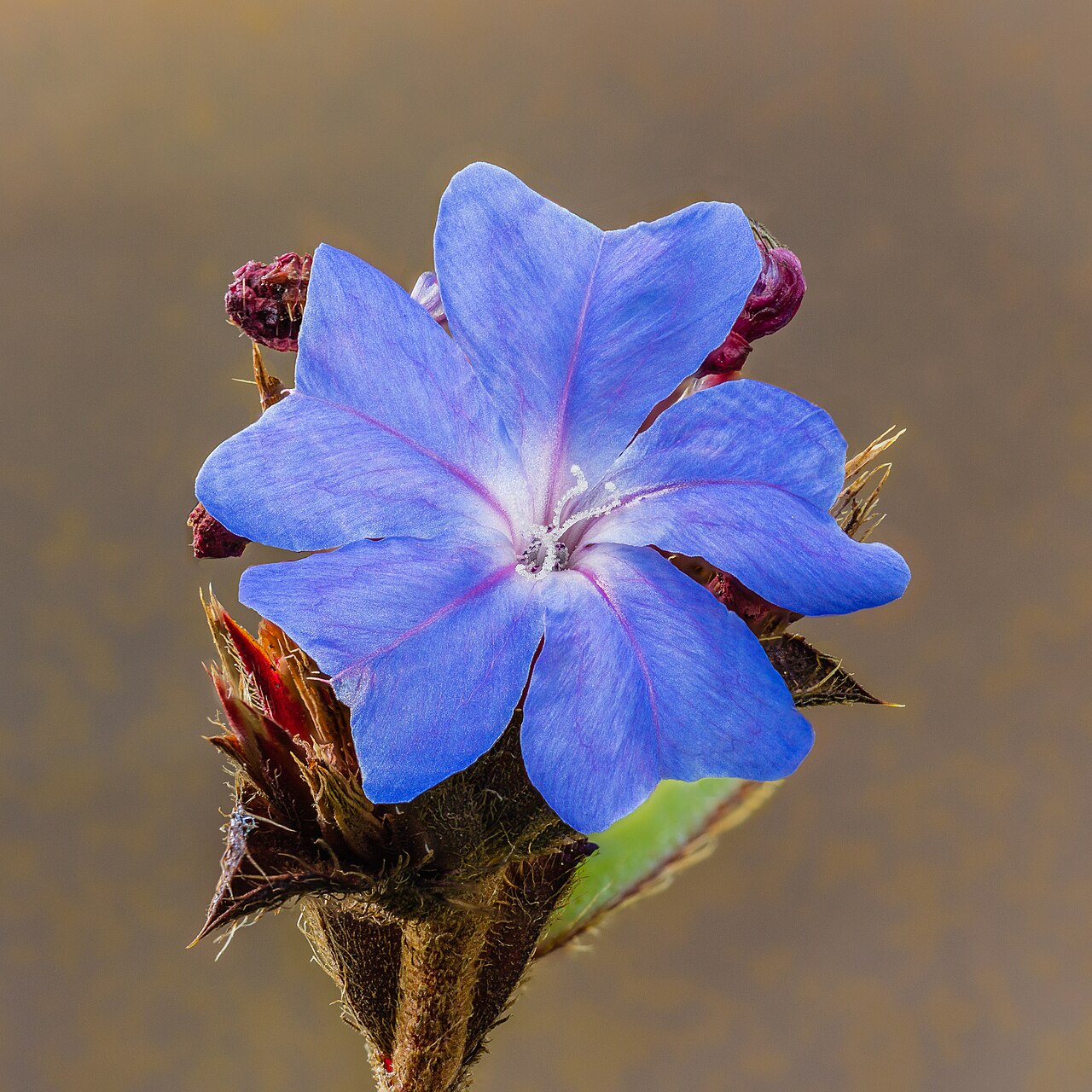 Plumbago, White — whole plant