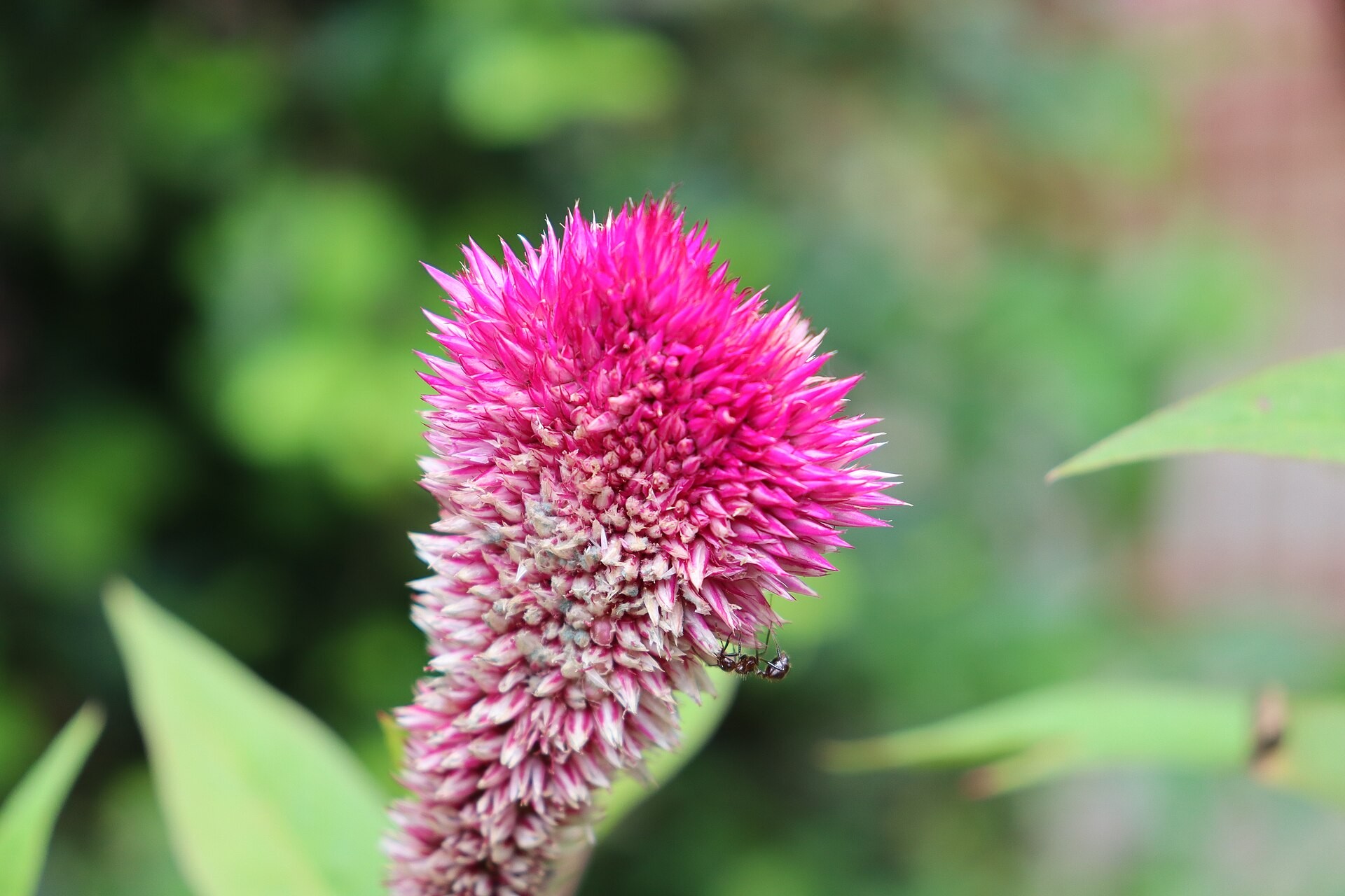 Celosia — flowers or notable detail