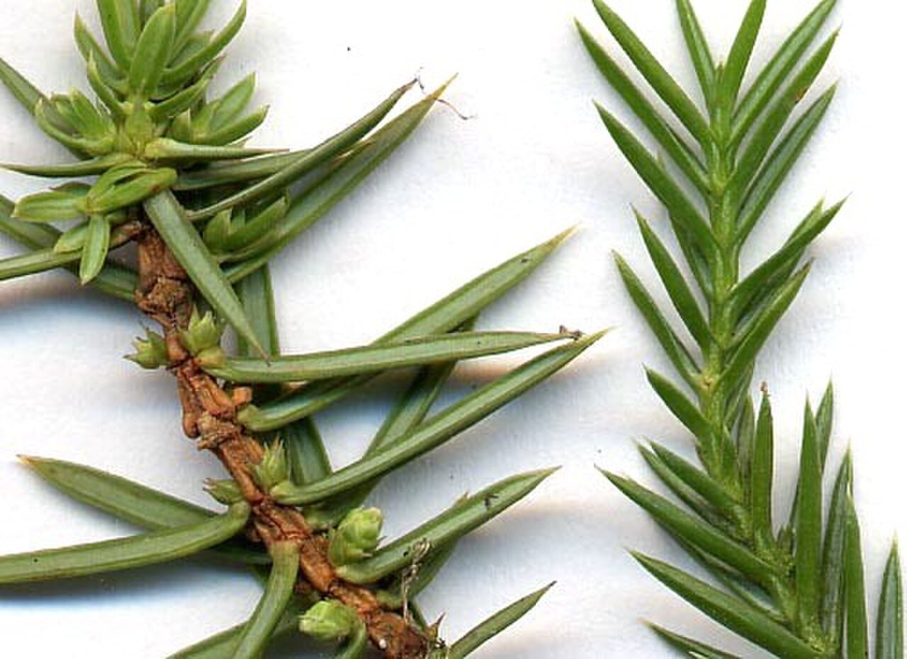 Topiary, Juniper Spiral — flowers or notable detail