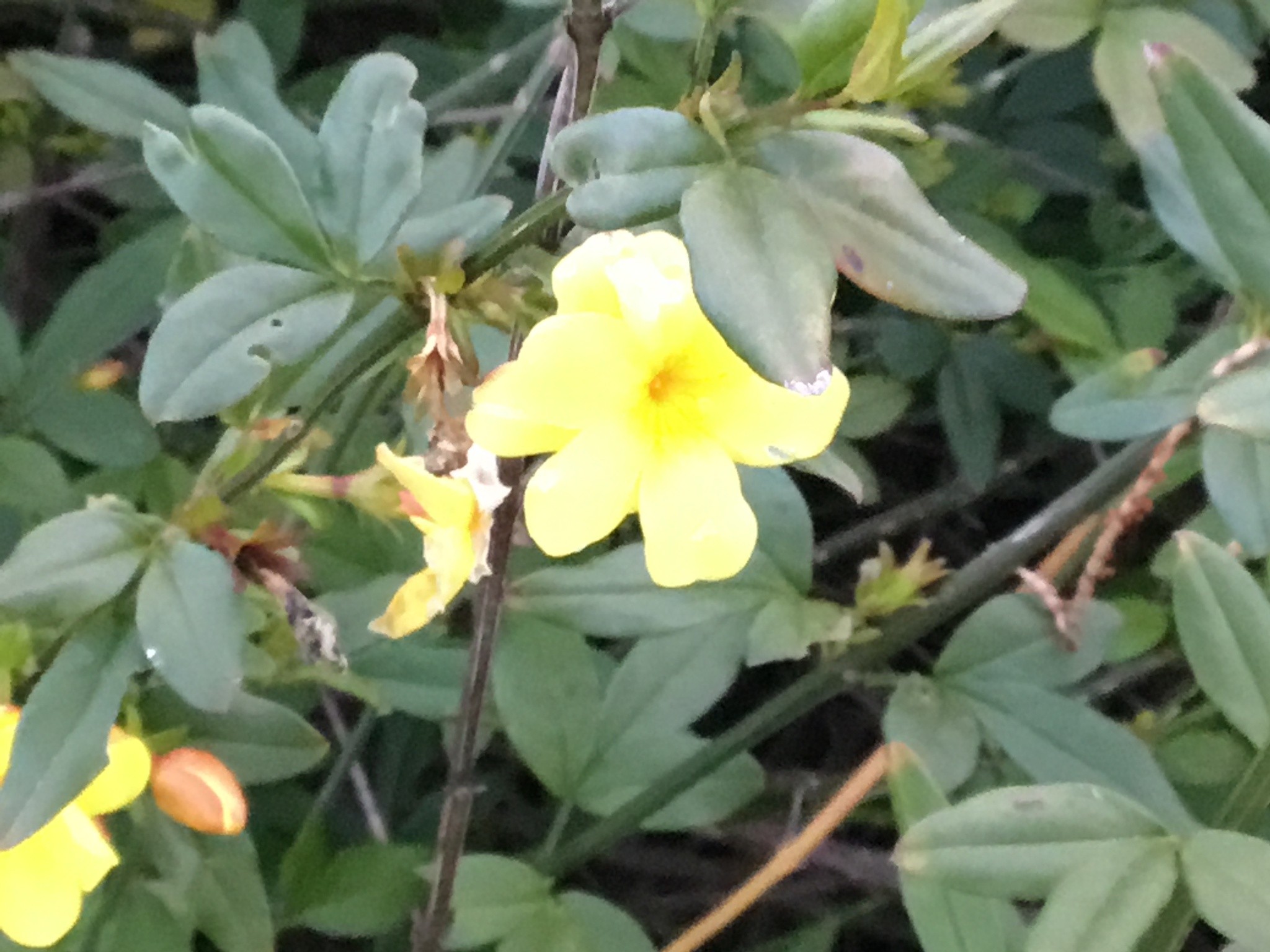 Jasmine, Primrose — whole plant