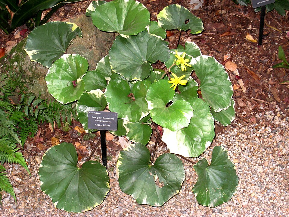 Giant Ligularia, Leopard Plant — whole plant