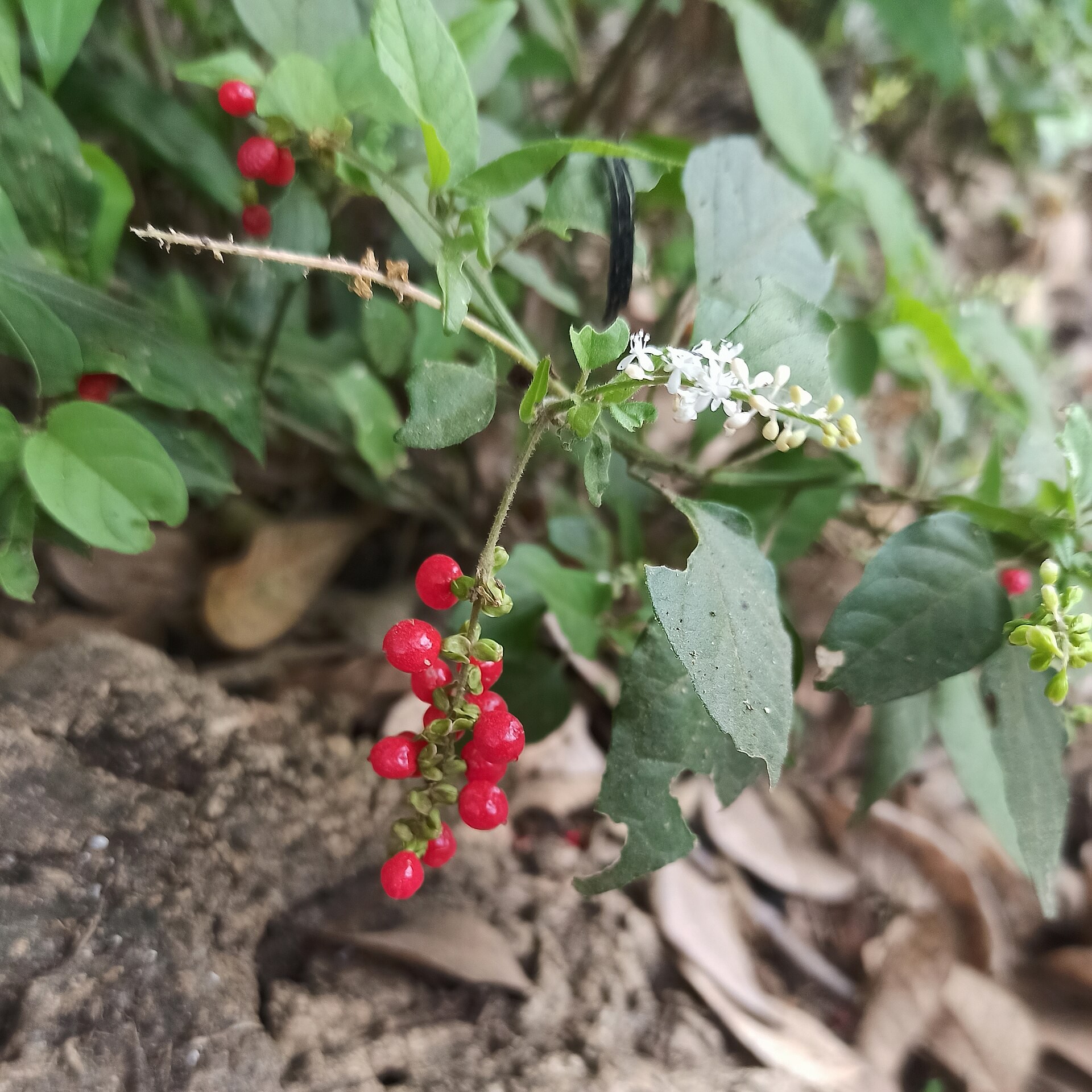 Pigeonberry — flowers or notable detail