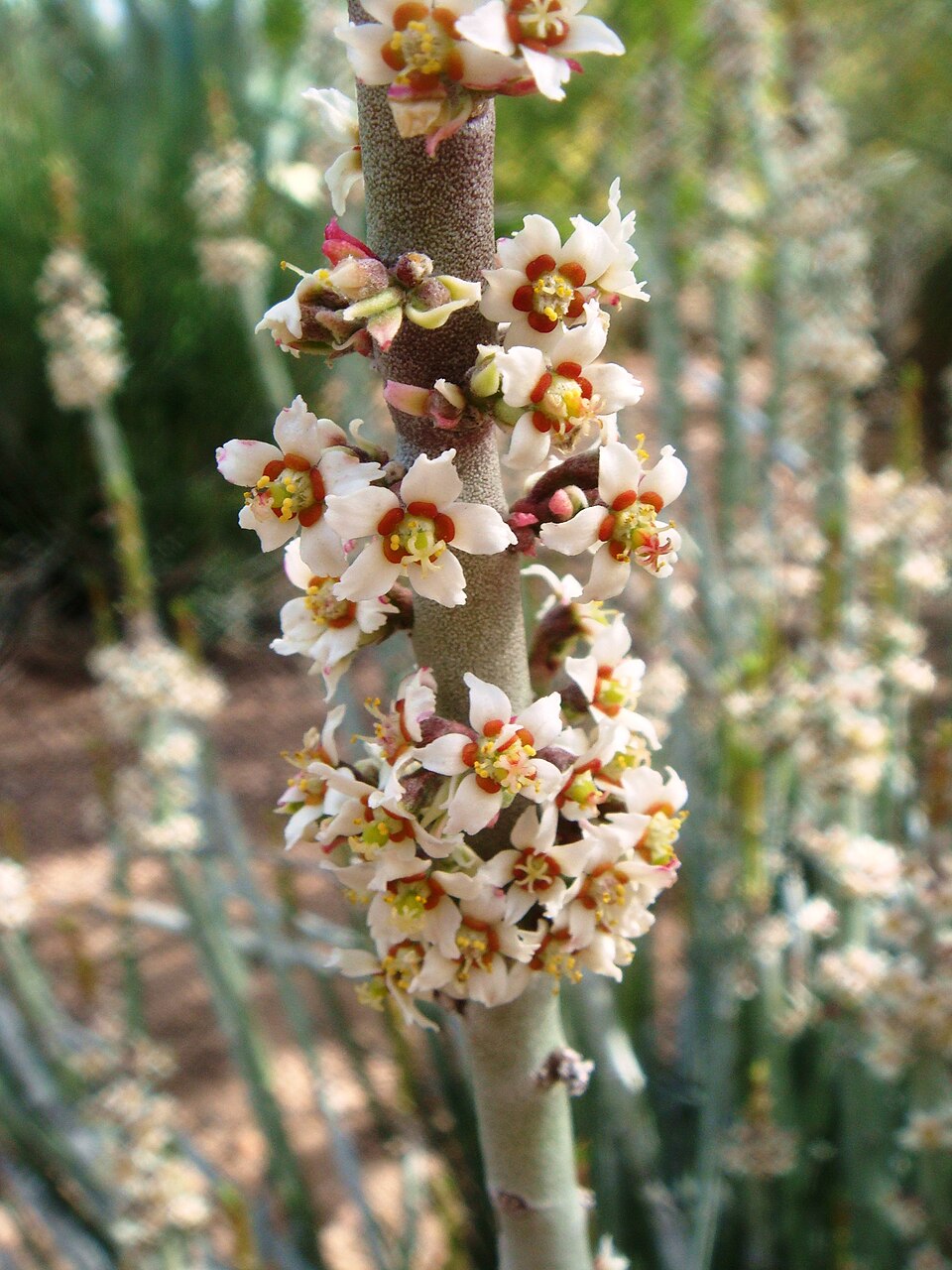 Candelilla — flowers or notable detail