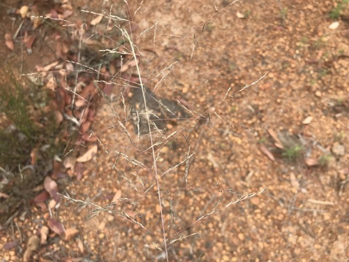 Grass, Weeping Love — whole plant