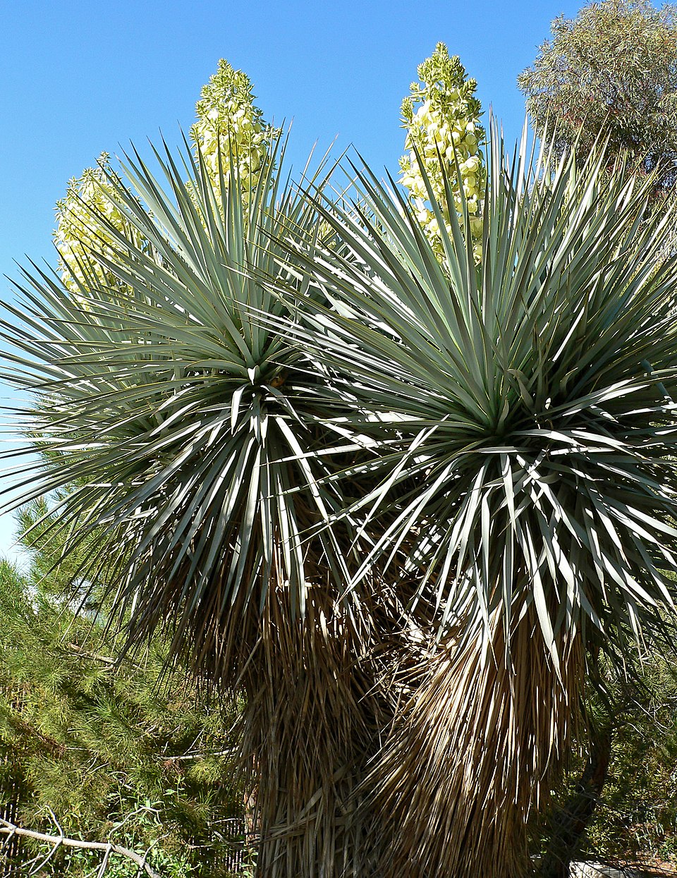 Yucca, Blue Sentry — whole plant