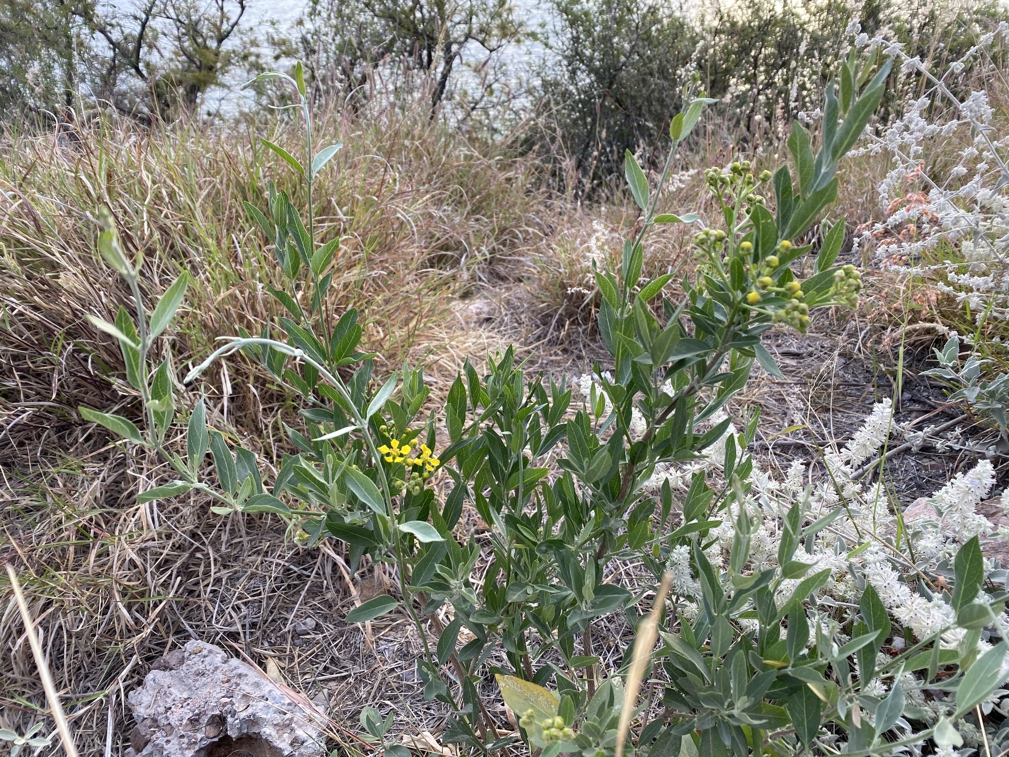 Vine, Butterlfy — whole plant