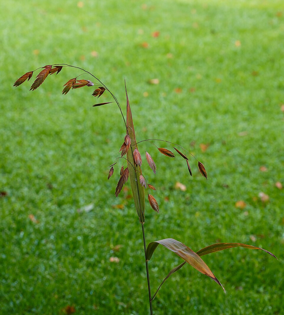 Inland Sea Oats — whole plant
