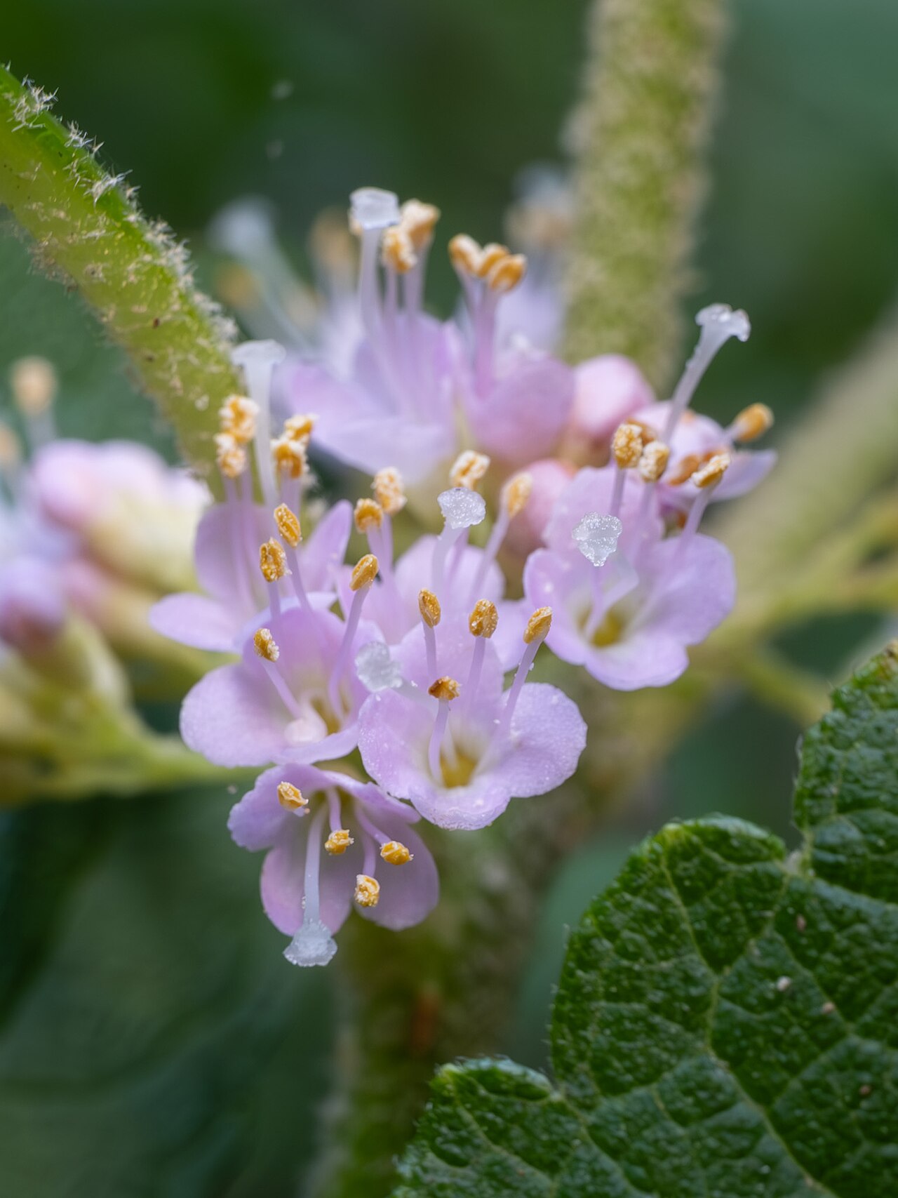Beautyberry — flowers or notable detail