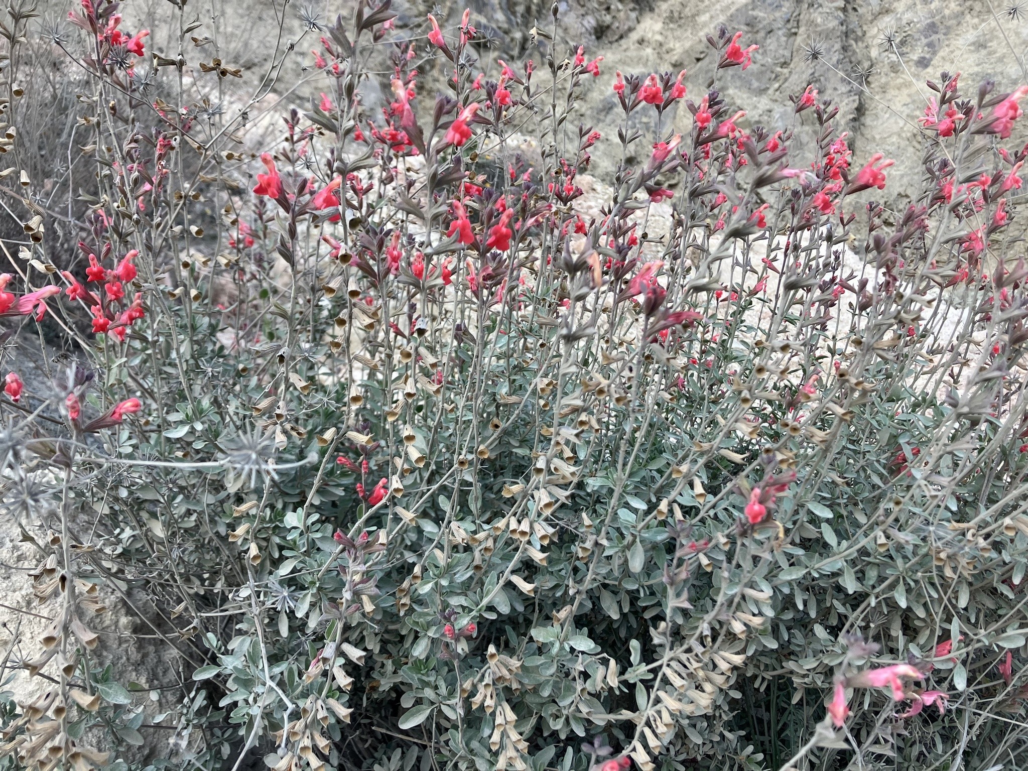 Sage, Big Red — whole plant