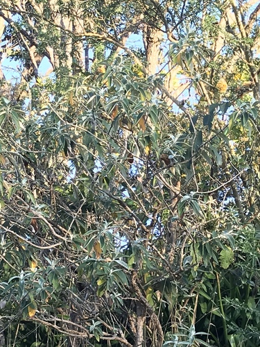 Wooly Butterfly Bush — flowers or notable detail