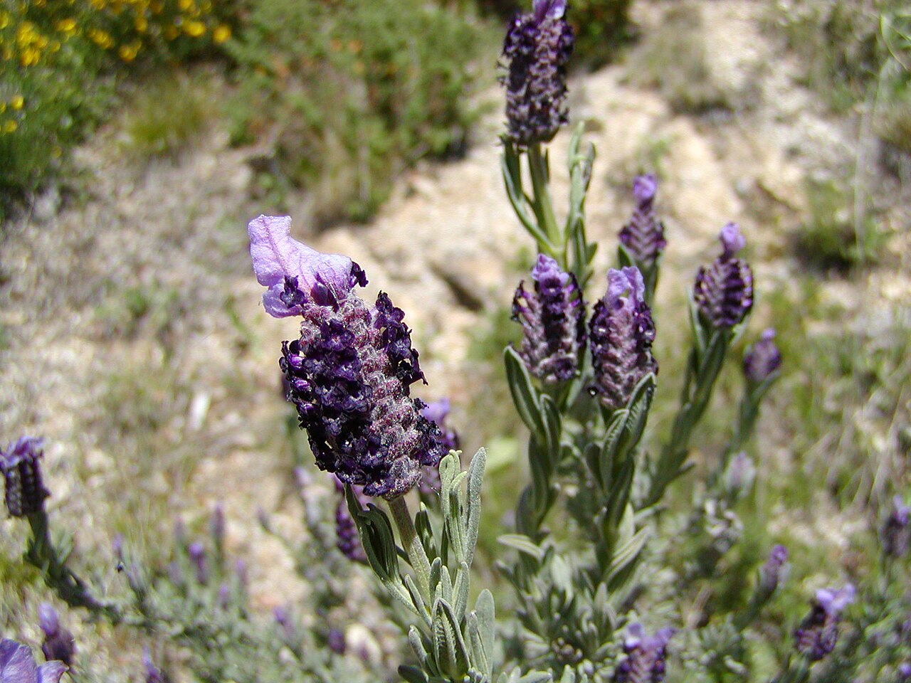 Lavender, Spanish — whole plant