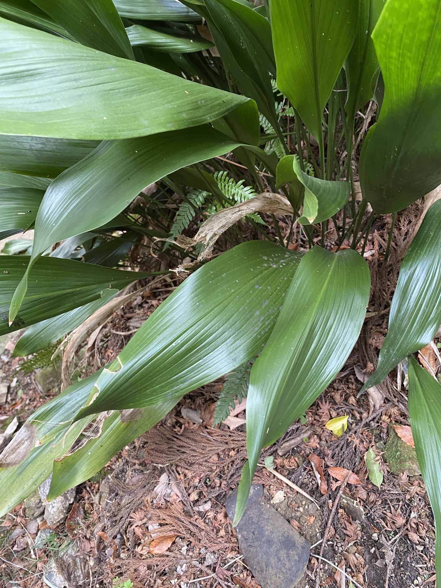 Aspidistra — flowers or notable detail