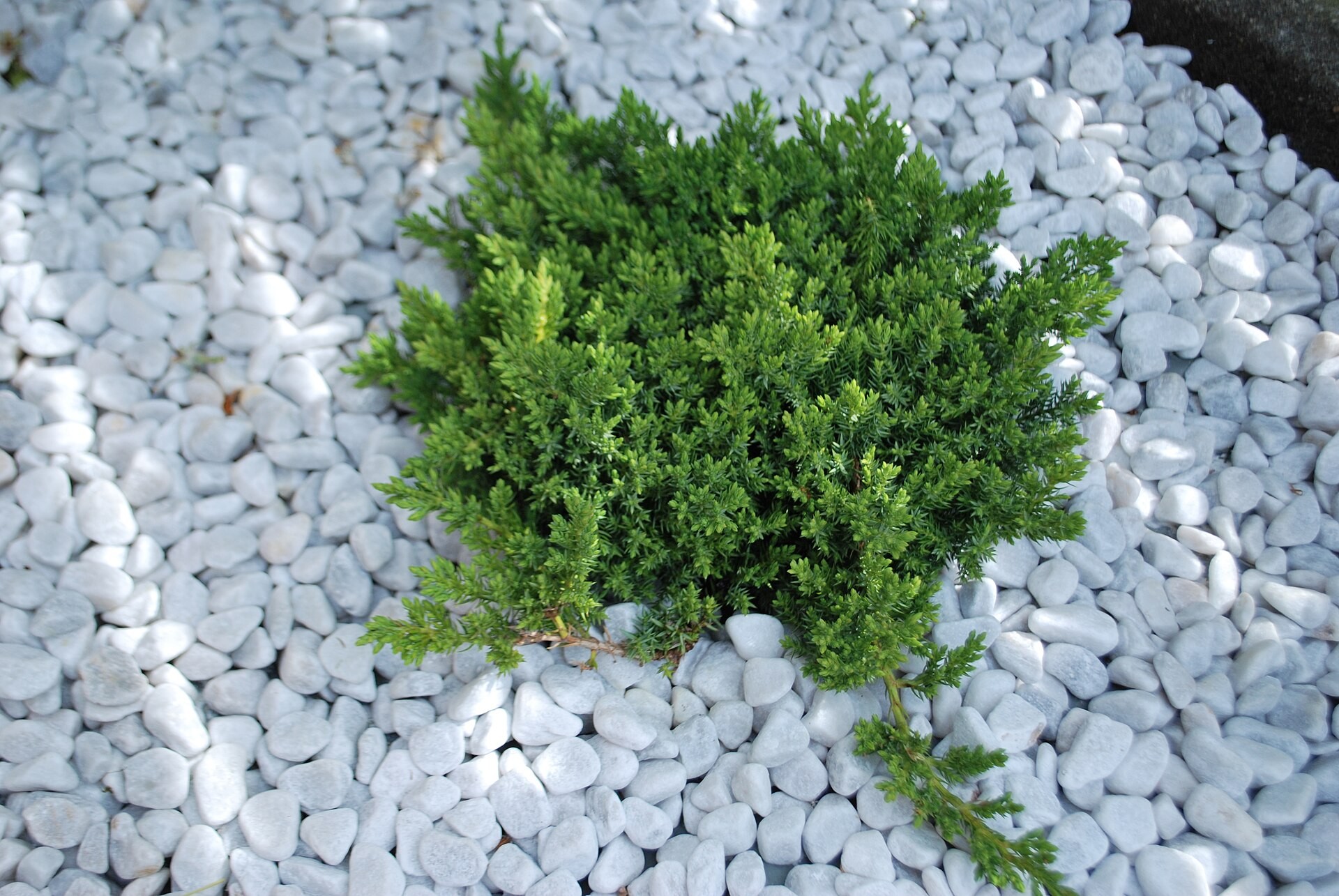 Juniper, Green Mound — whole plant