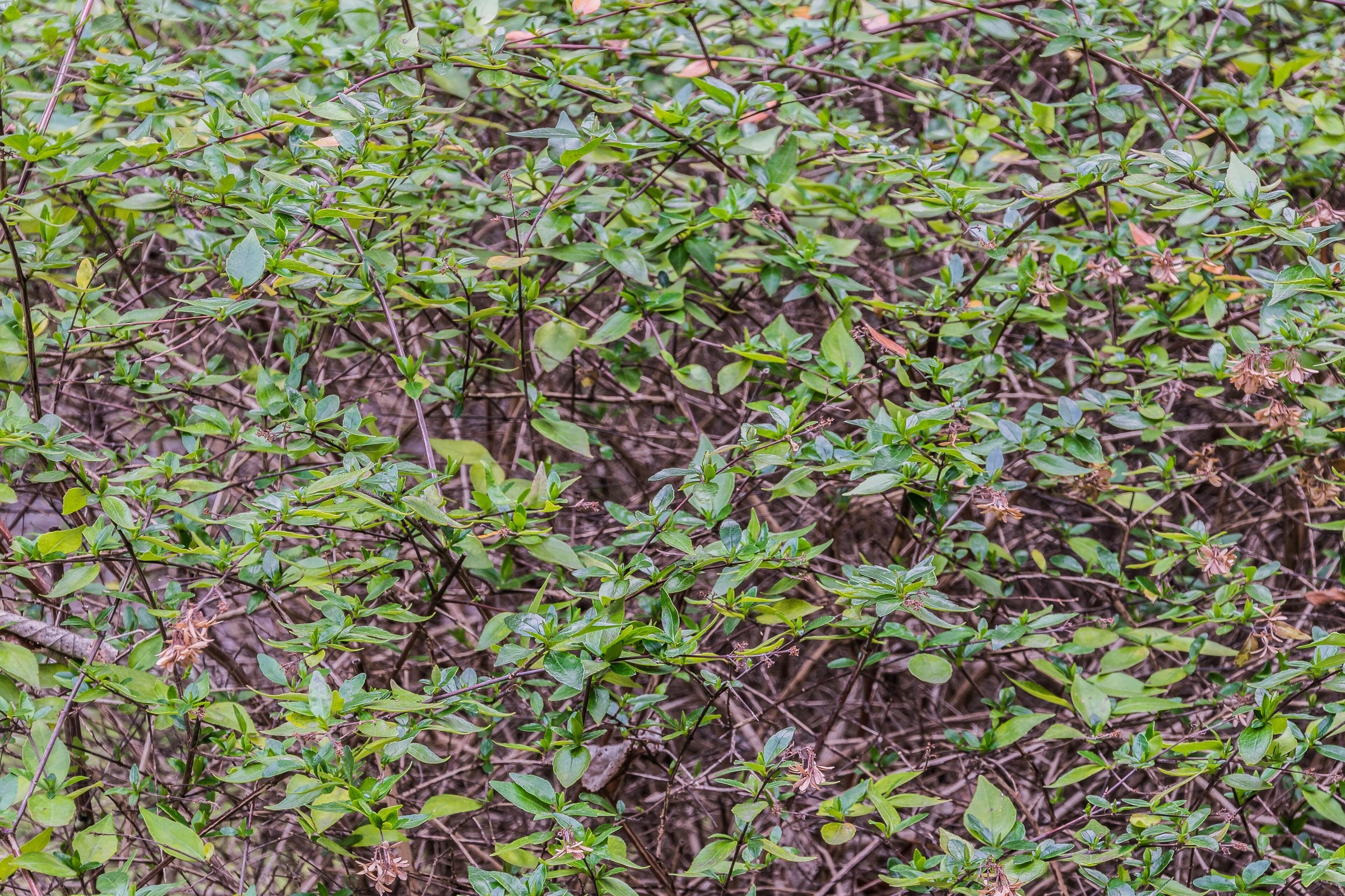 Abelia, Glossy — whole plant