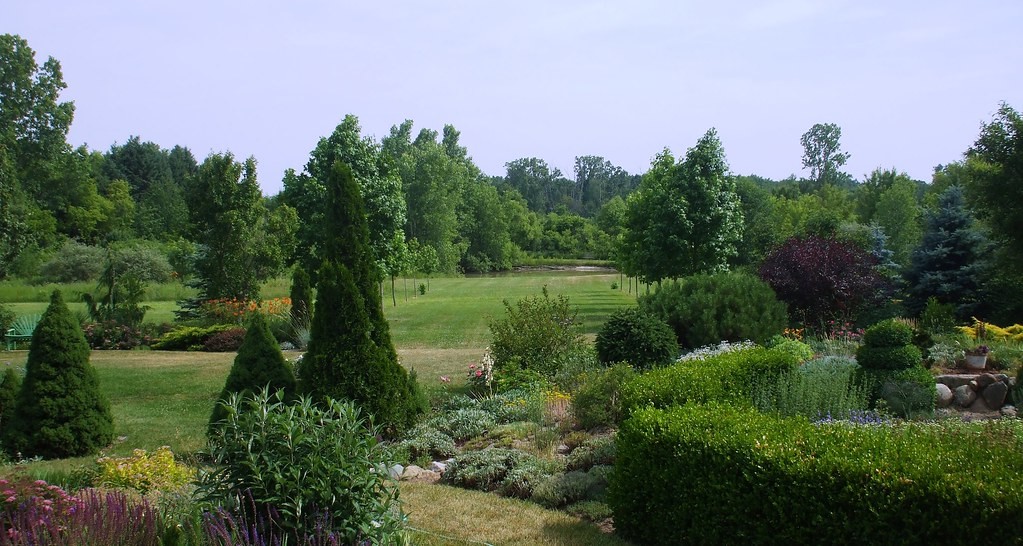 Topiary, Boxwood Globe Baby Gem — whole plant