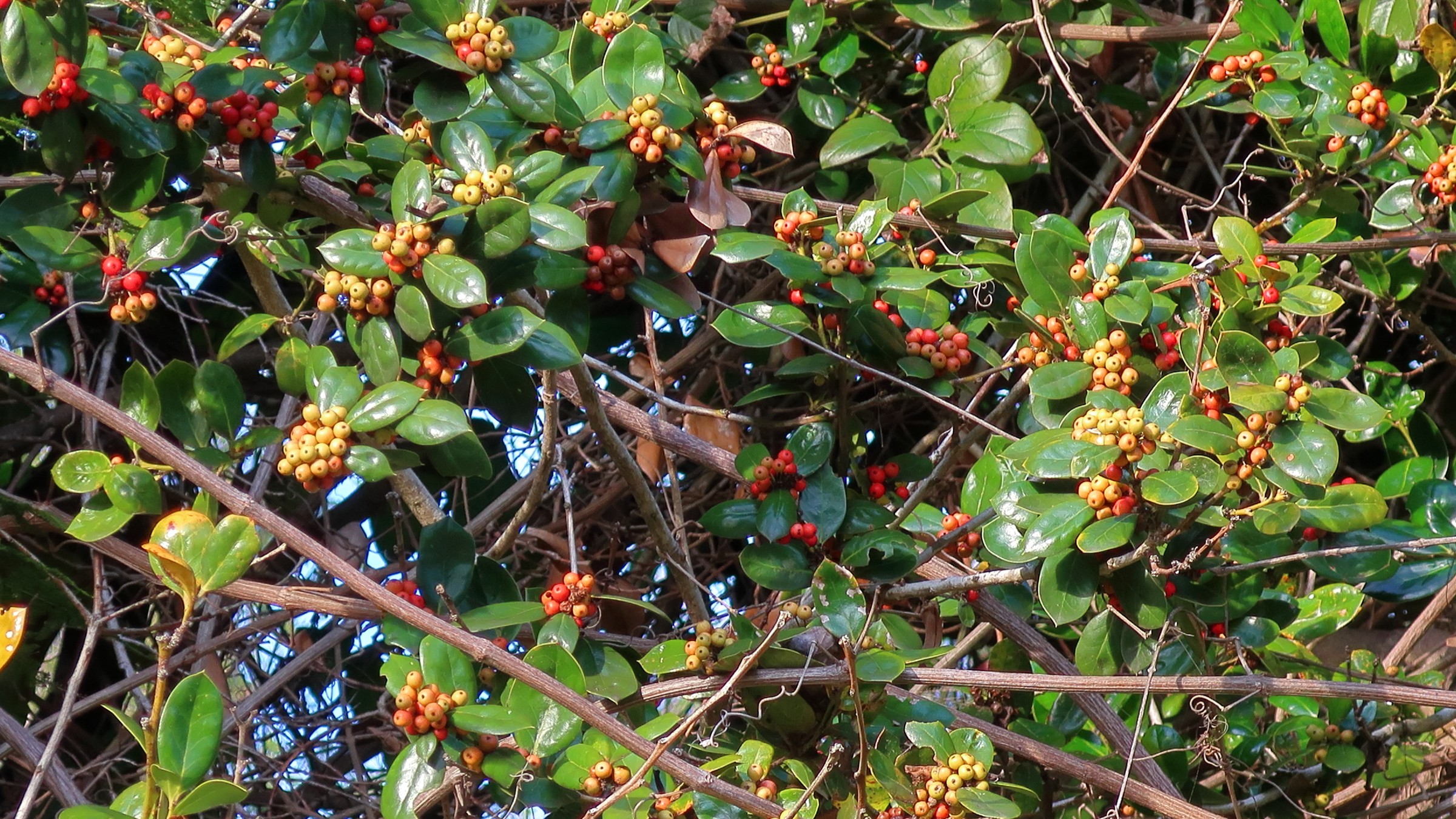 Holly, Nellie R Stevens — whole plant