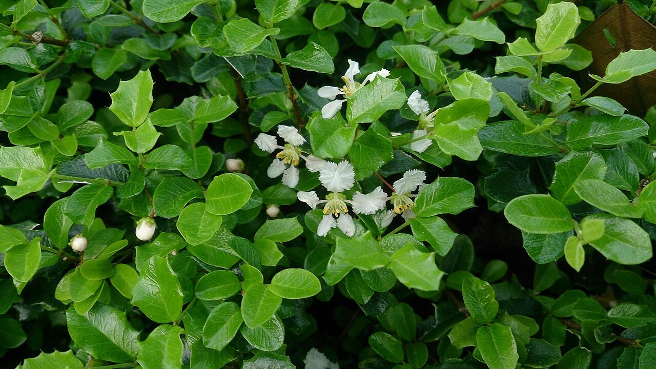 Holly, Chinese Dwarf — whole plant