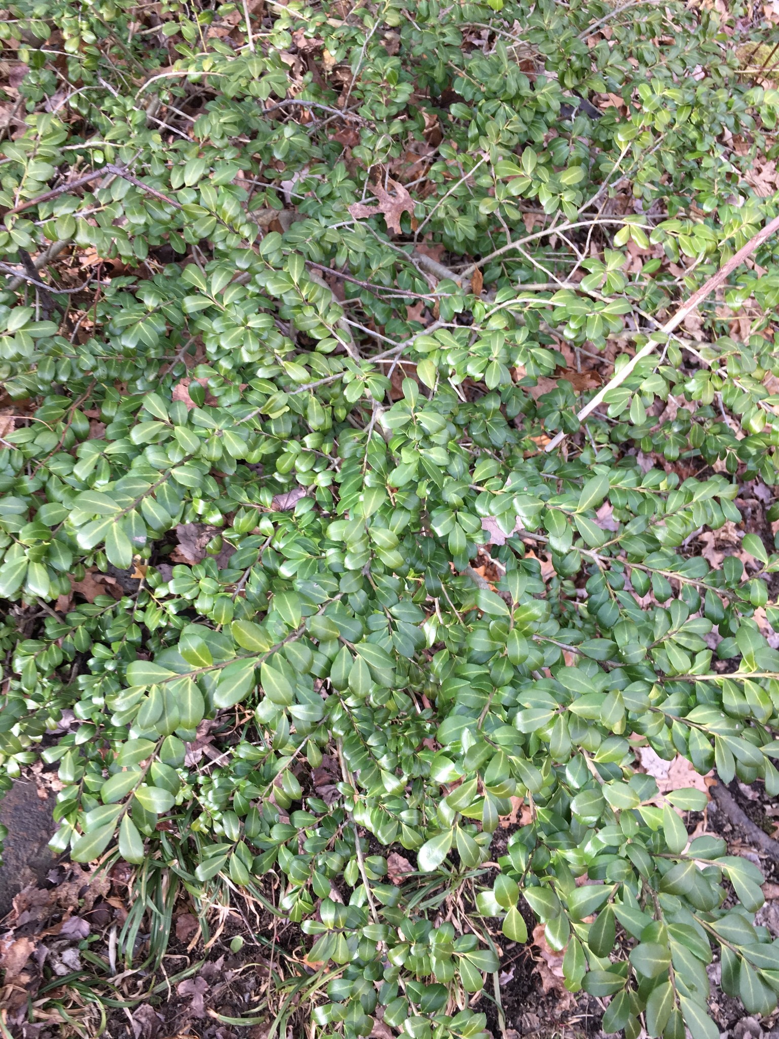 Holly, Sky Pencil — flowers or notable detail