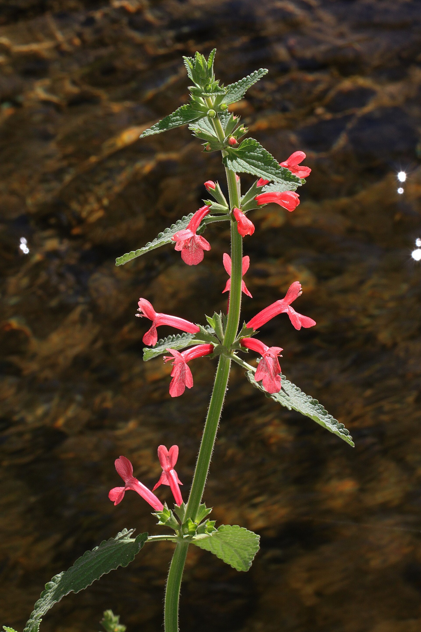 Texas Betony — flowers or notable detail
