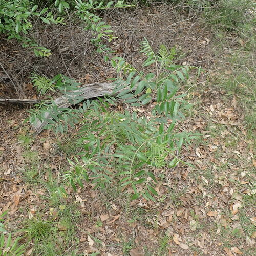 Sumac, Flameleaf — whole plant