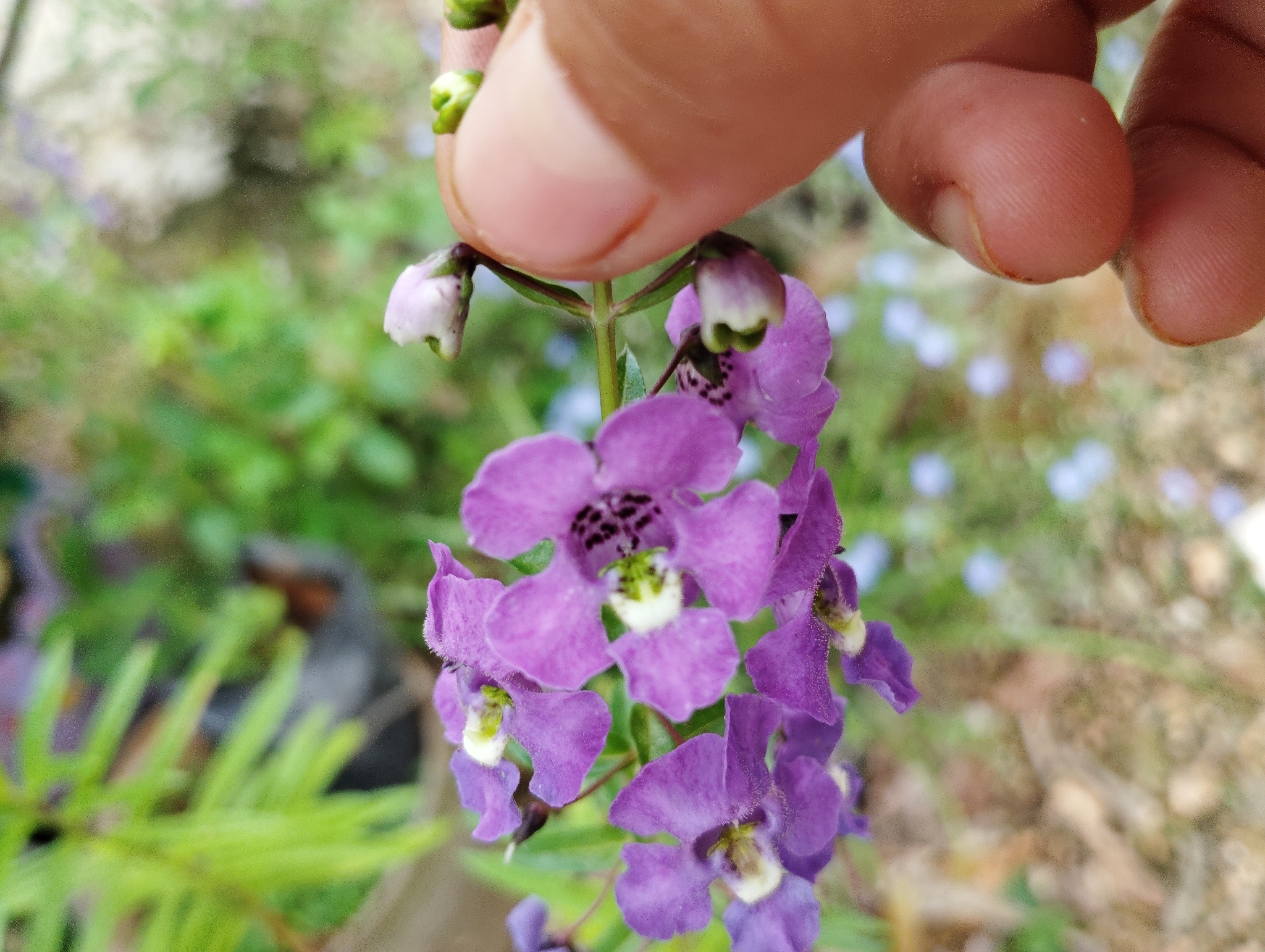 Angelonia — flowers or notable detail