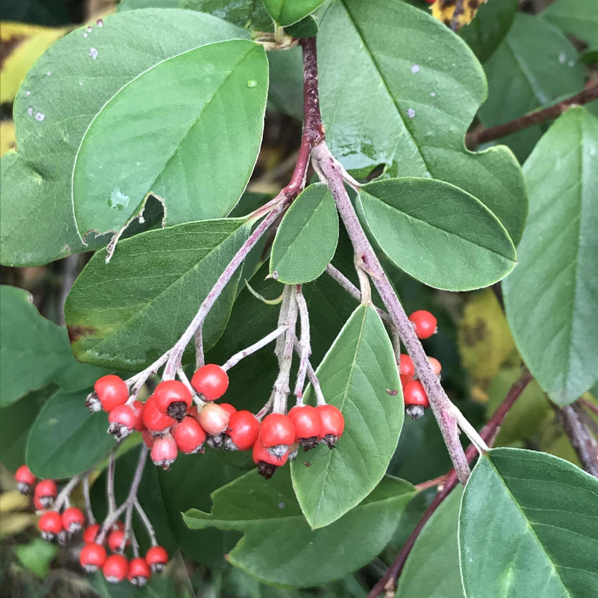 Cotoneaster, Grayleaf — flowers or notable detail