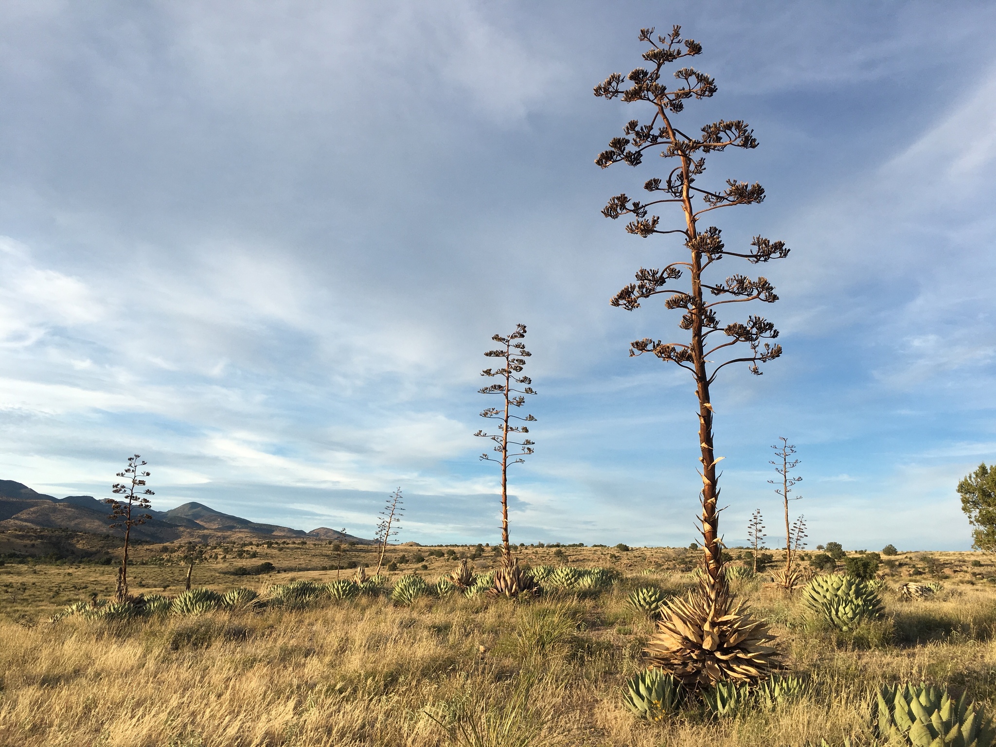 Agave, Parryi Truncata — whole plant