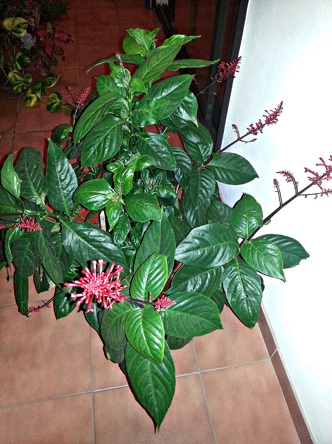 Firespike — whole plant