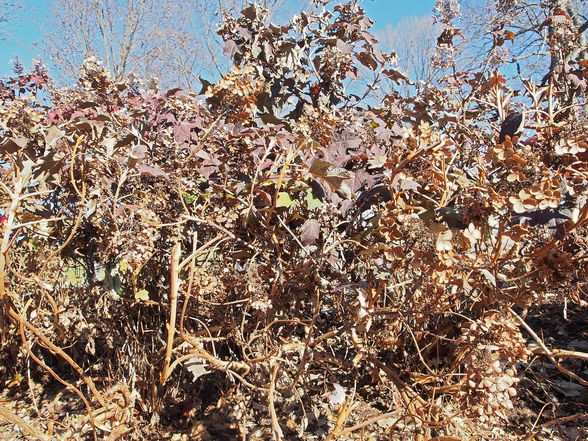 Hydrangea, Oak Leaf — whole plant