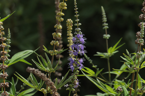 Vitex (chaste Tree) — whole plant