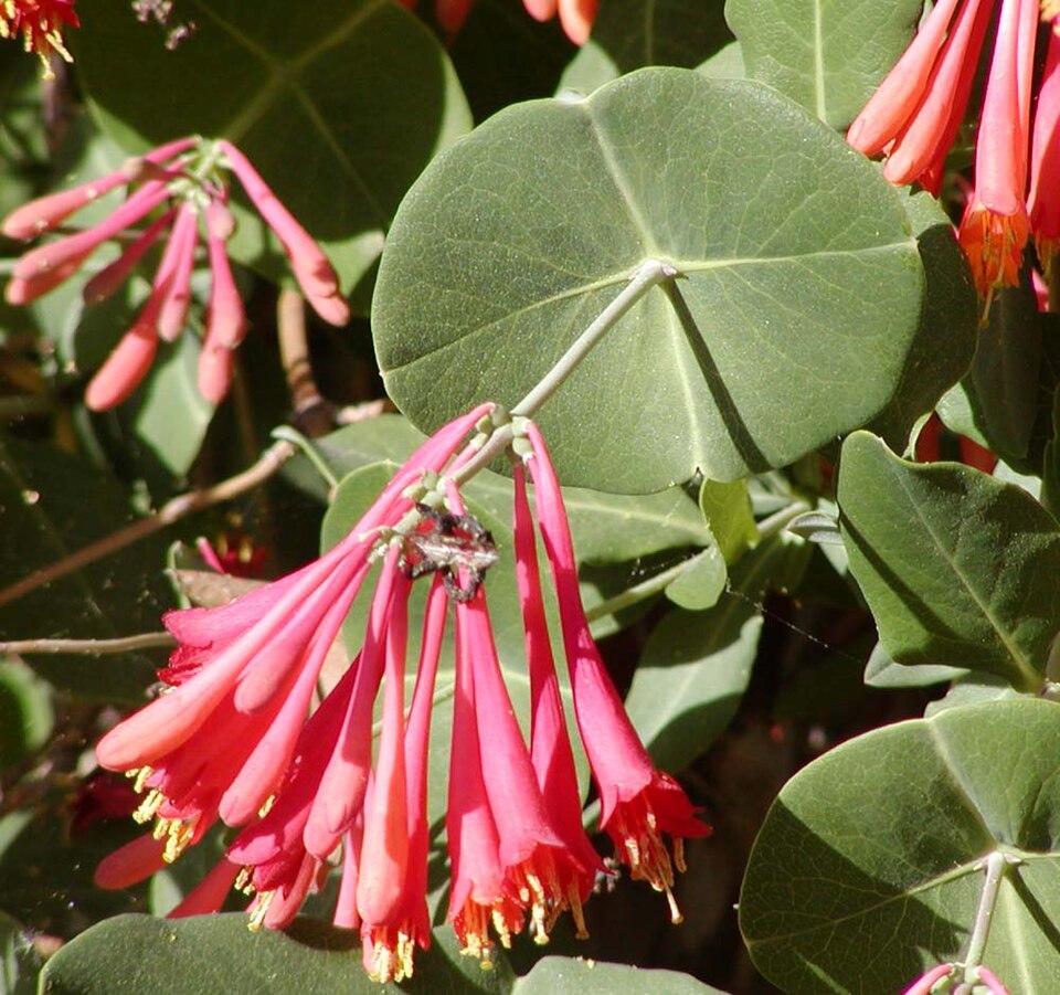Honeysuckle, Coral — whole plant