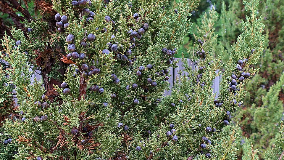 Juniper, Blue Point — whole plant