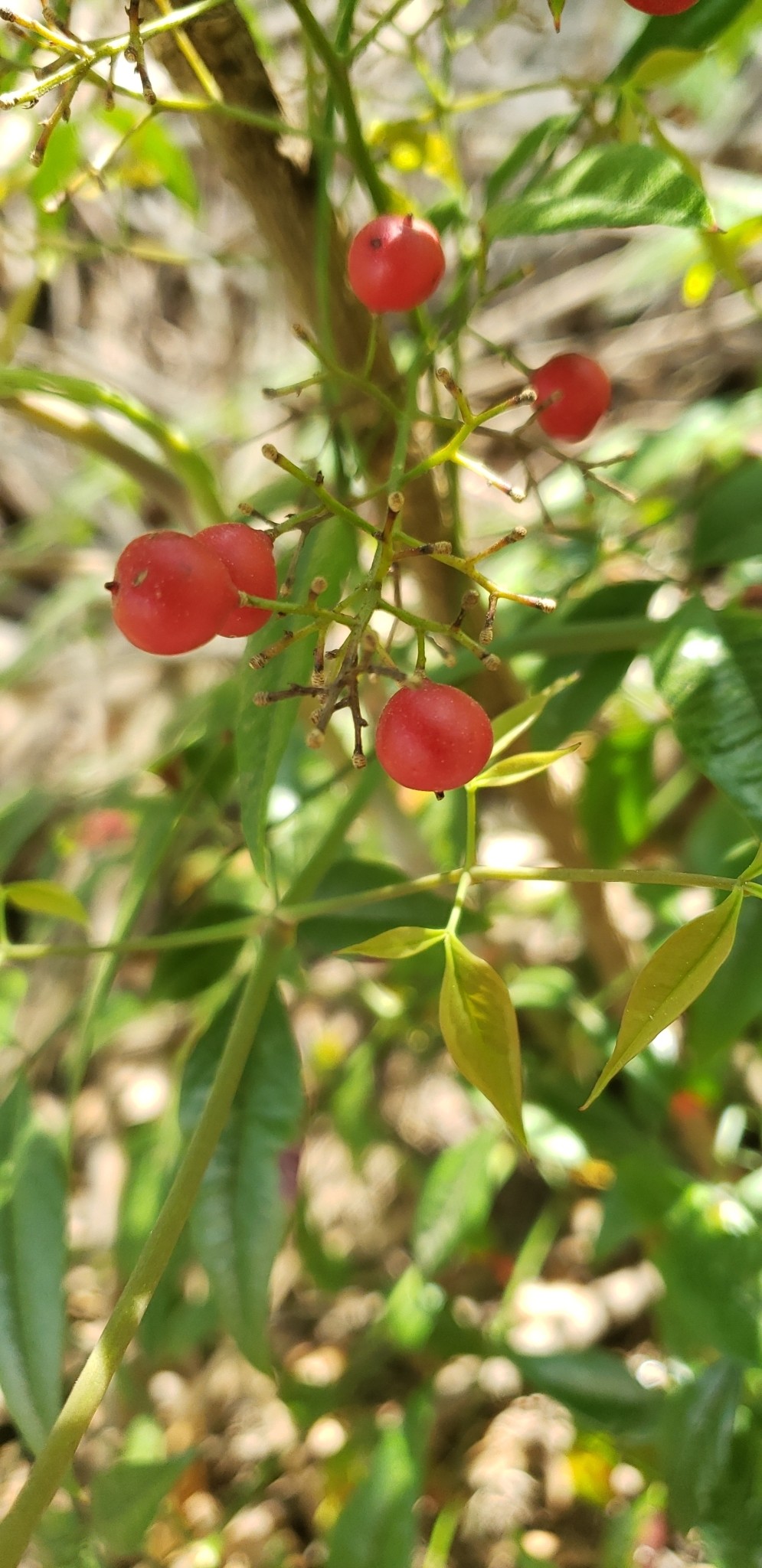 Nandina, Lemon Lime — whole plant
