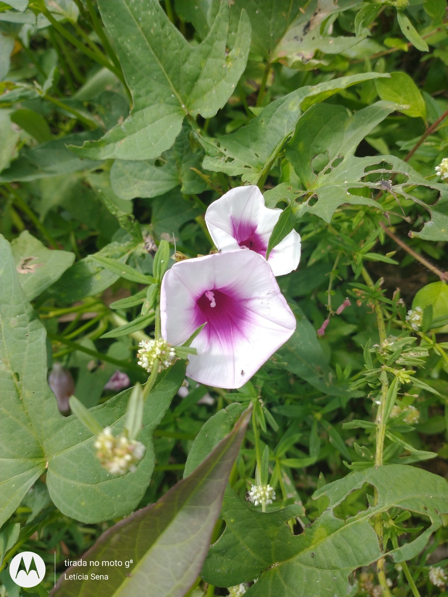 Sweet Potato Vine - Green — flowers or notable detail