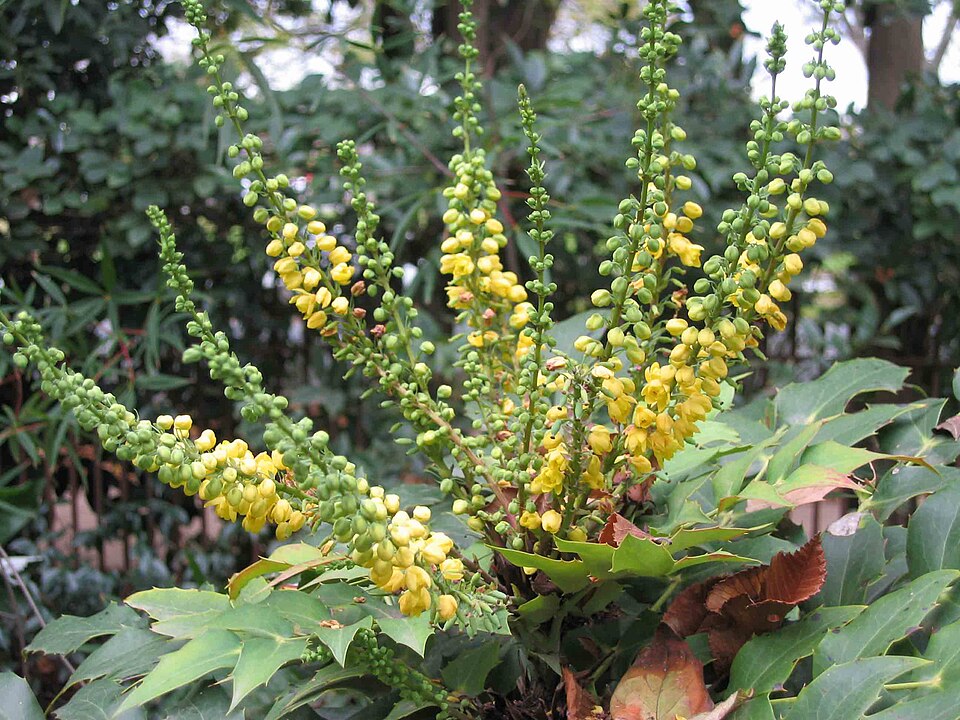 Mahonia, Leatherleaf — whole plant
