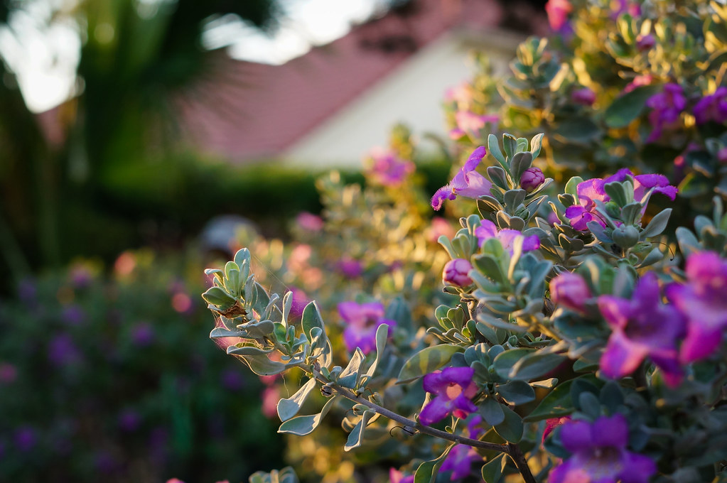 Texas Sage Heavenly Cloud — whole plant