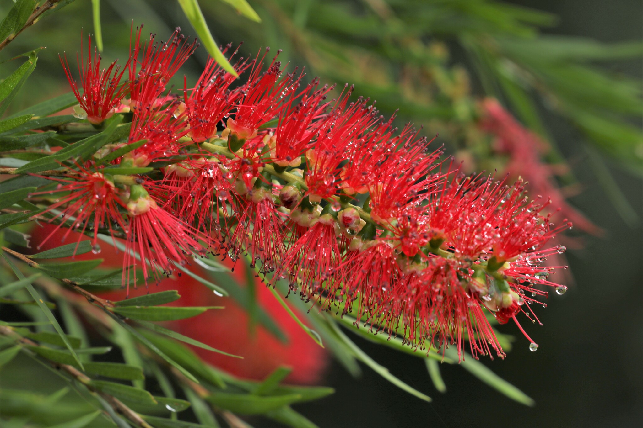 Bottlebrush Tree Form — flowers or notable detail