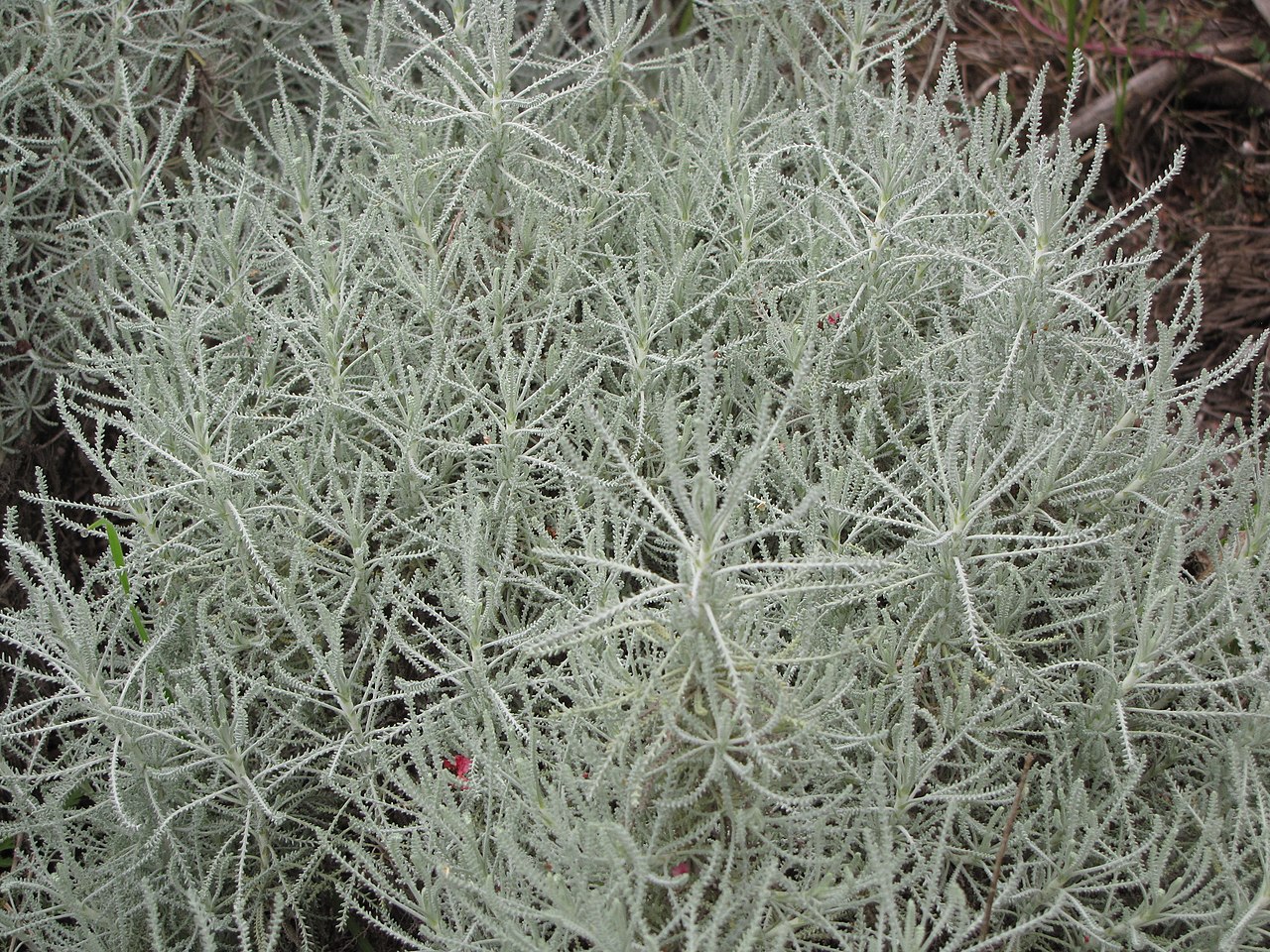 Santolina — whole plant