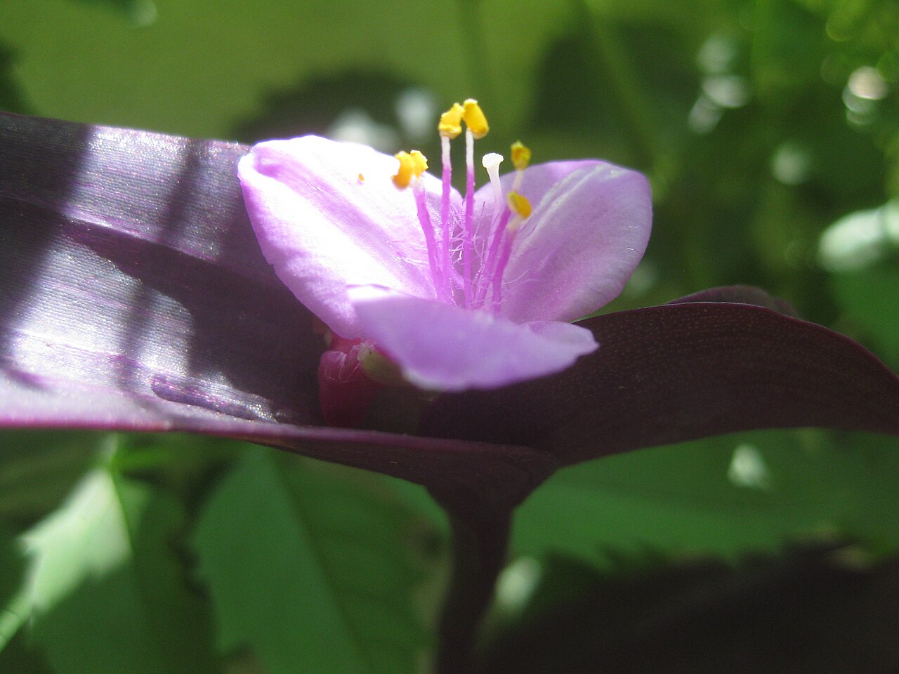 Purple Heart — flowers or notable detail