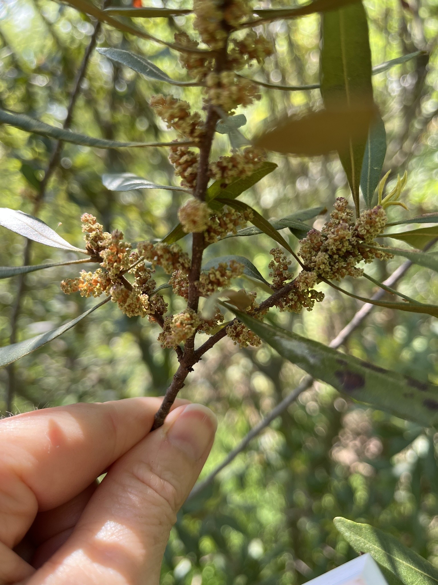 Wax Myrtle Dwarf — whole plant